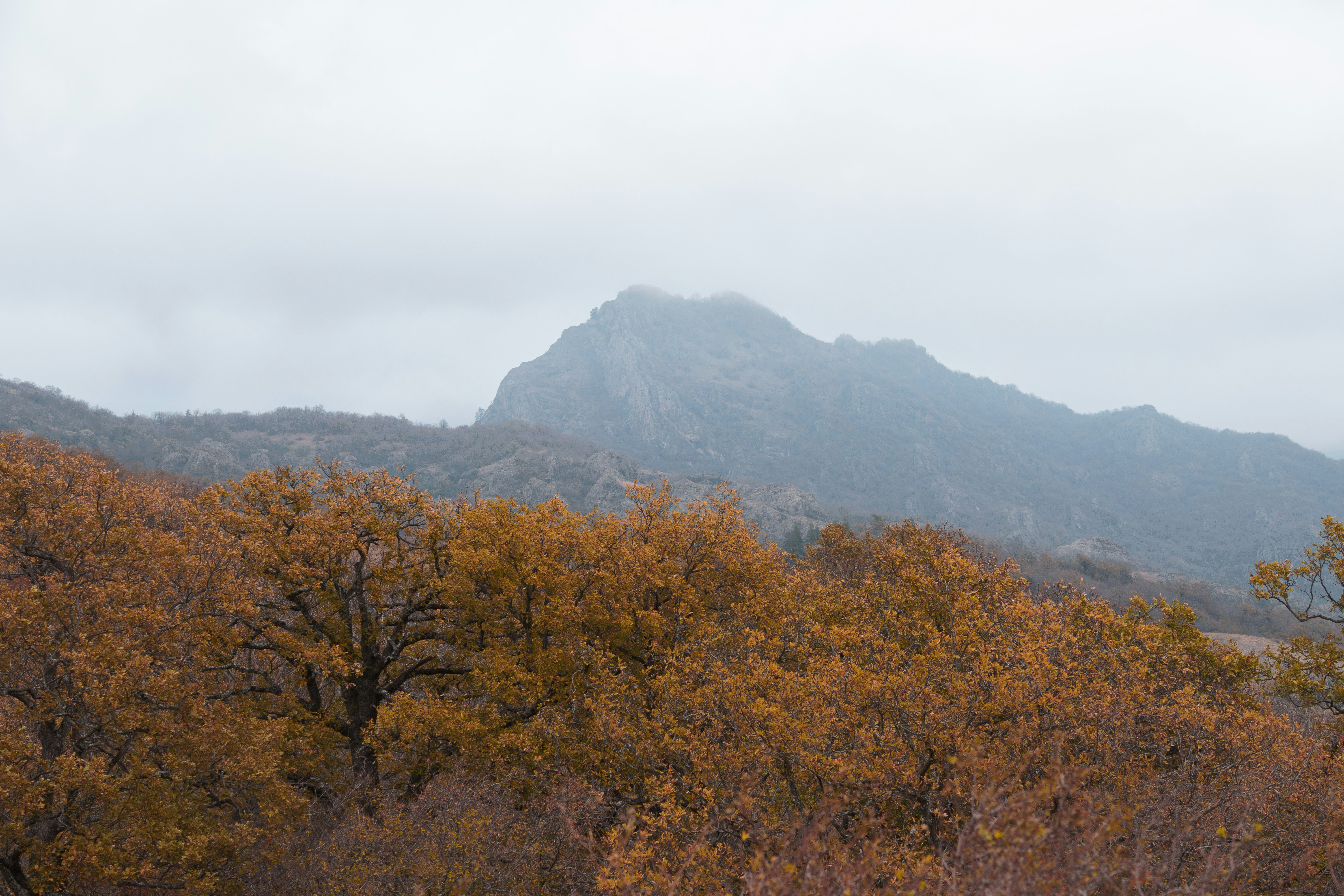 a view of a mountain with trees in the foreground