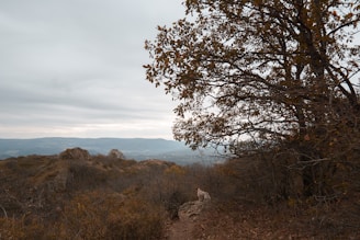 A serene landscape of rolling hills with a hunting dog.