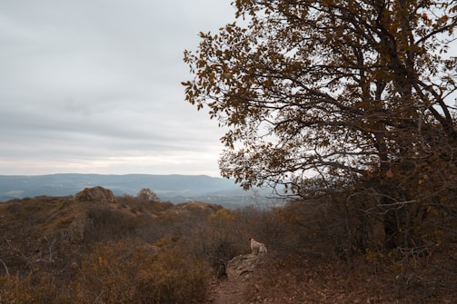 A serene landscape of rolling hills with a hunting dog.