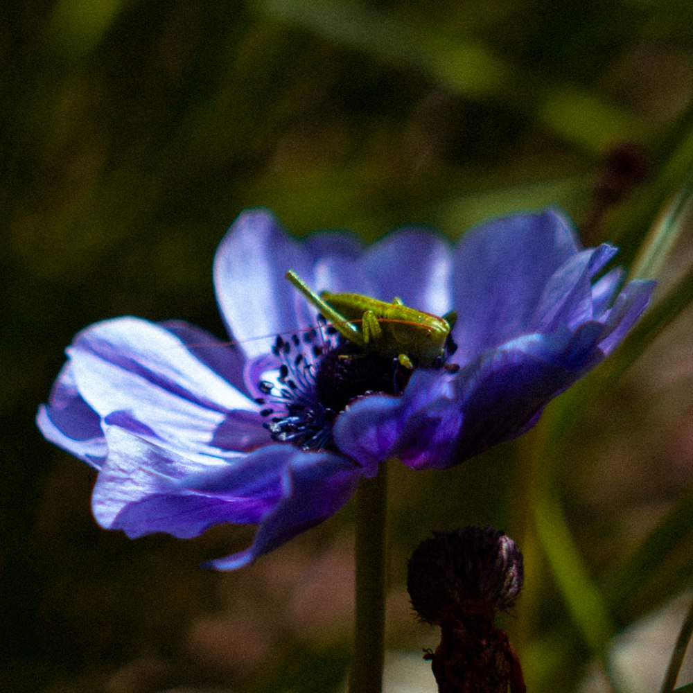 a bug is sitting on a purple flower