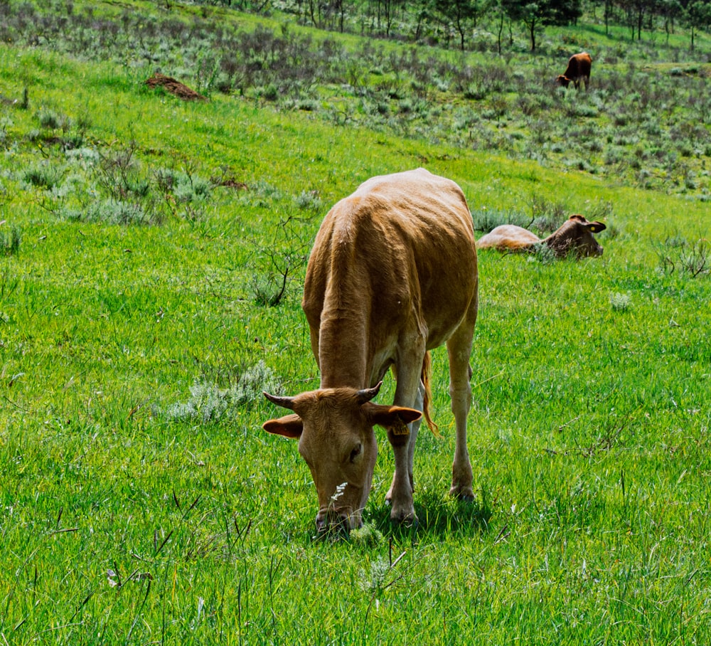 a brown cow grazing on a lush green field