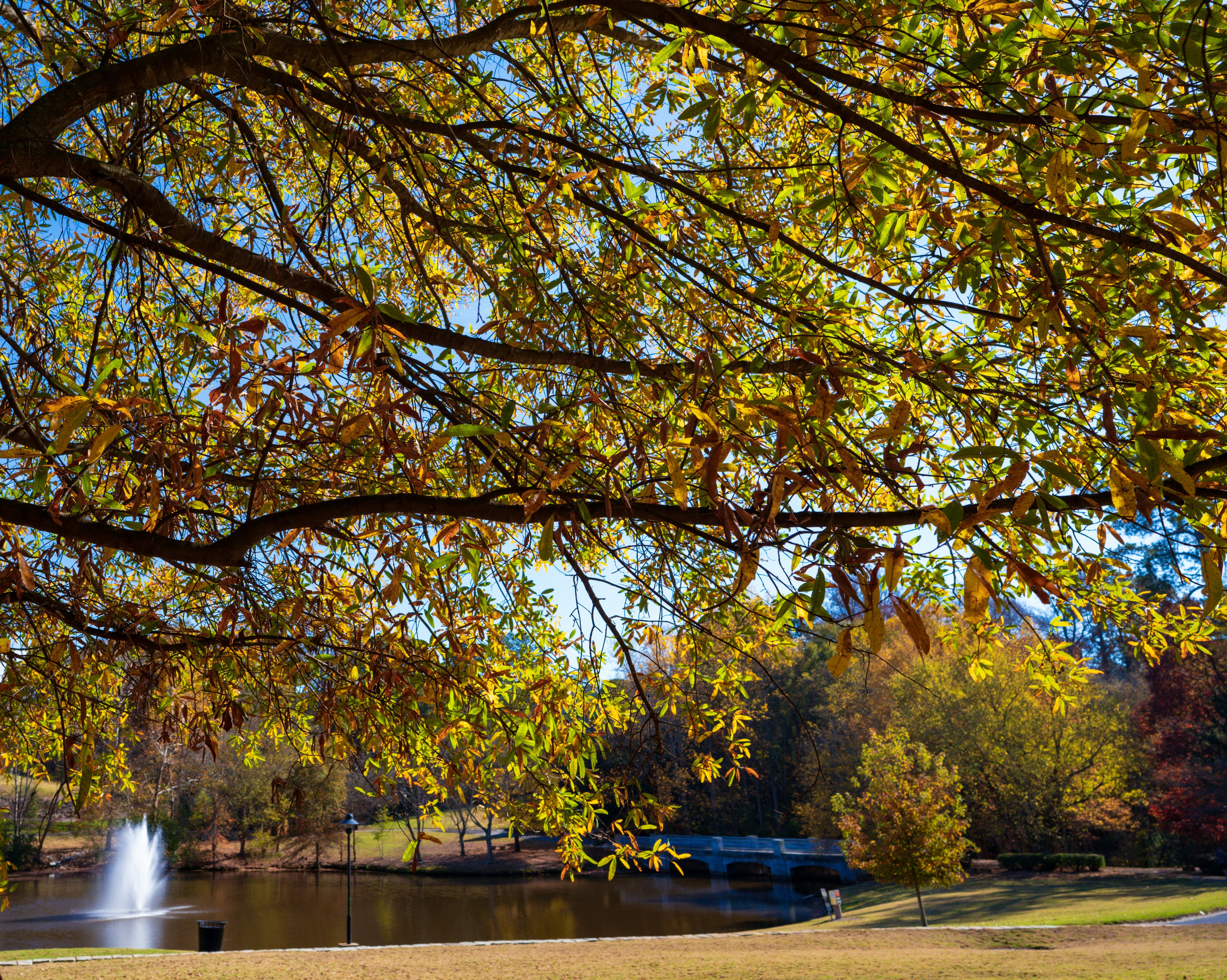a park bench under a tree near a lake