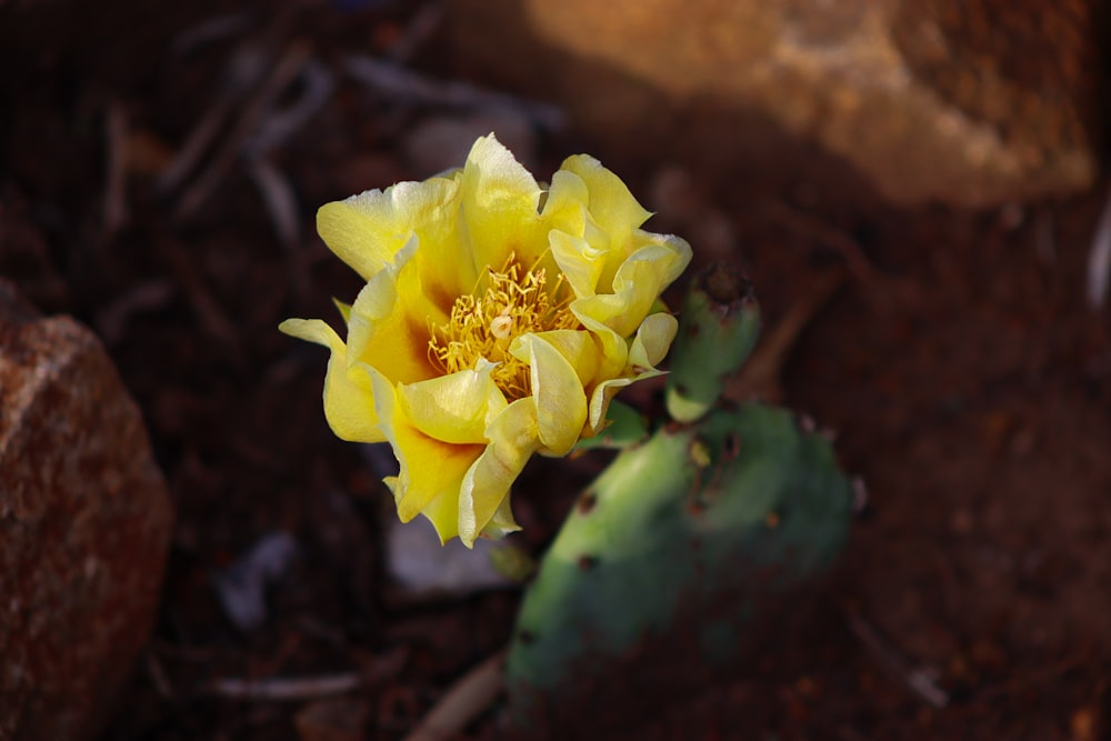 a yellow flower is blooming on the ground