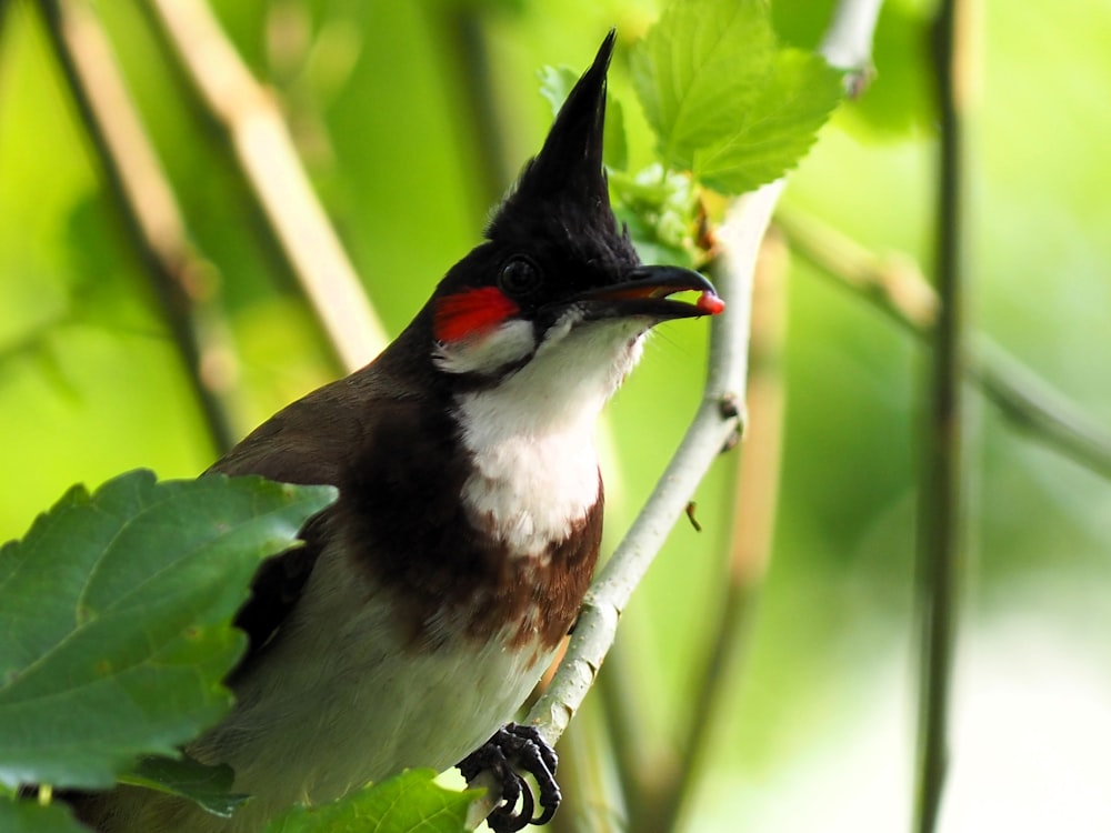 a small bird perched on a branch of a tree