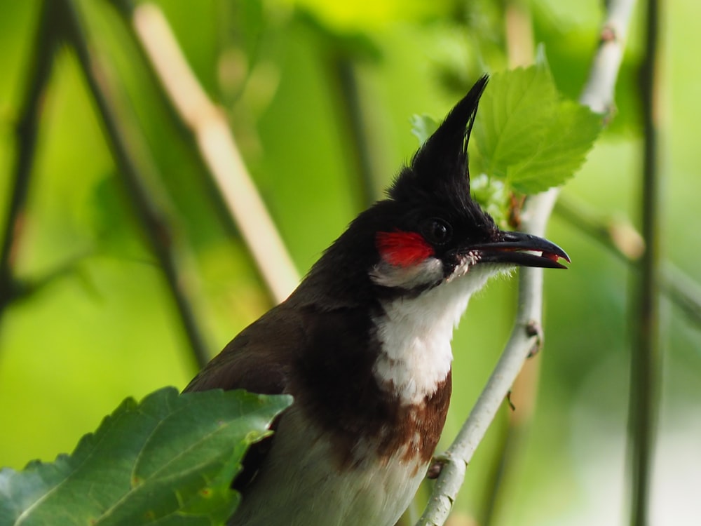 a bird sitting on a branch of a tree