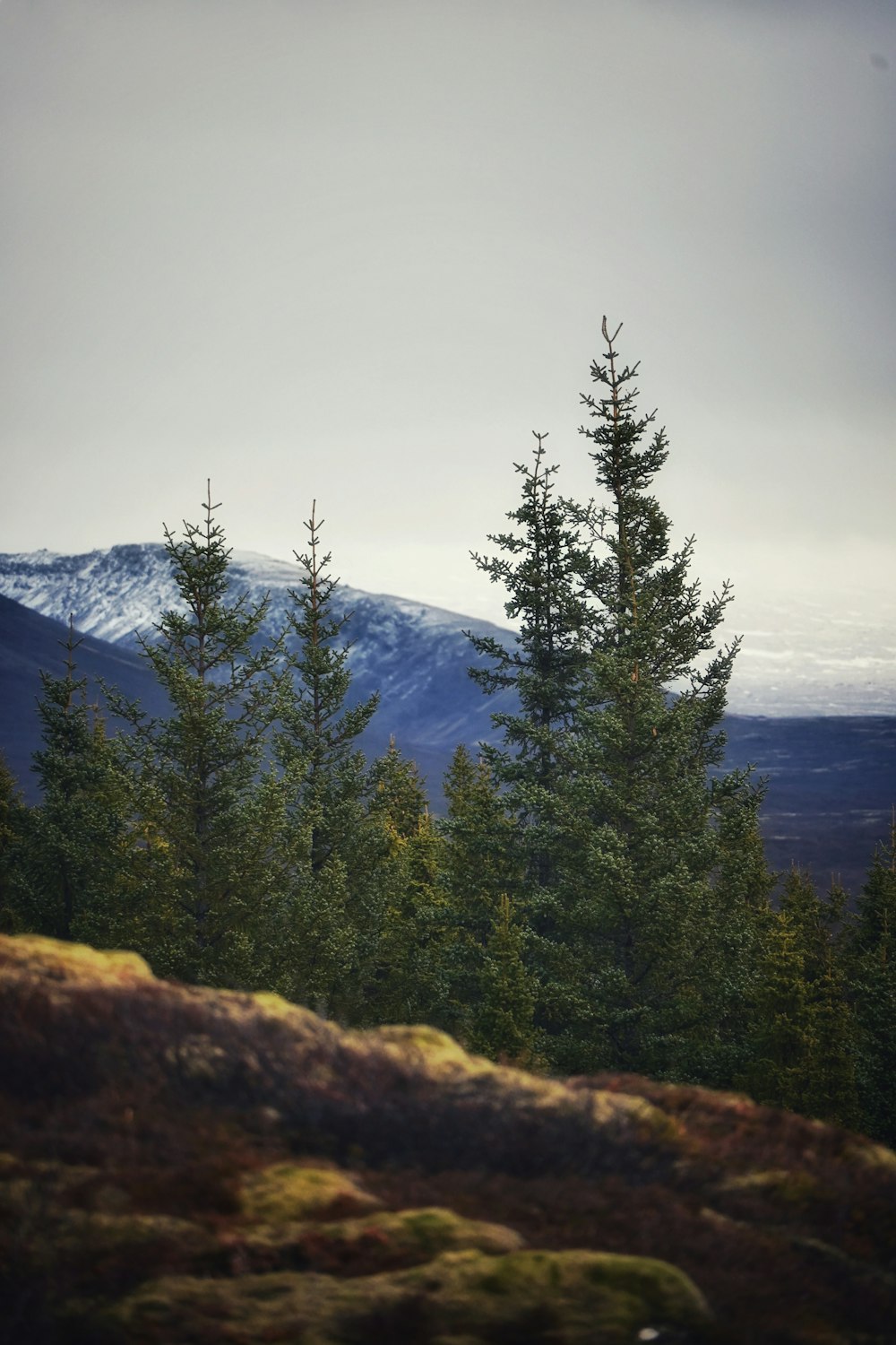 a view of a mountain range with trees in the foreground