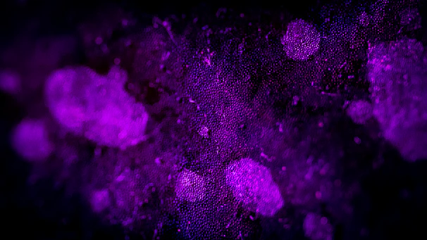 Gallery of vibrant, neon-lit website screenshots with dark purple backgrounds.