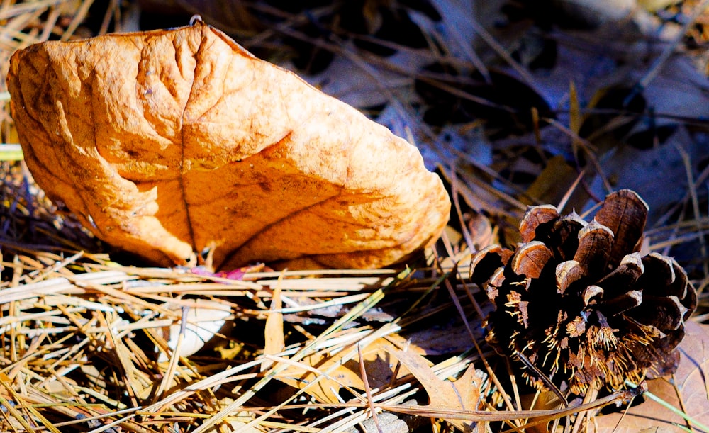 a close up of a pine cone on the ground