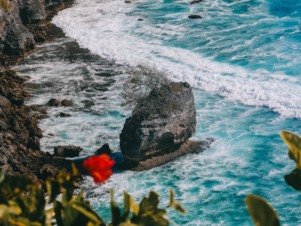 a red flower sitting on top of a rock next to the ocean