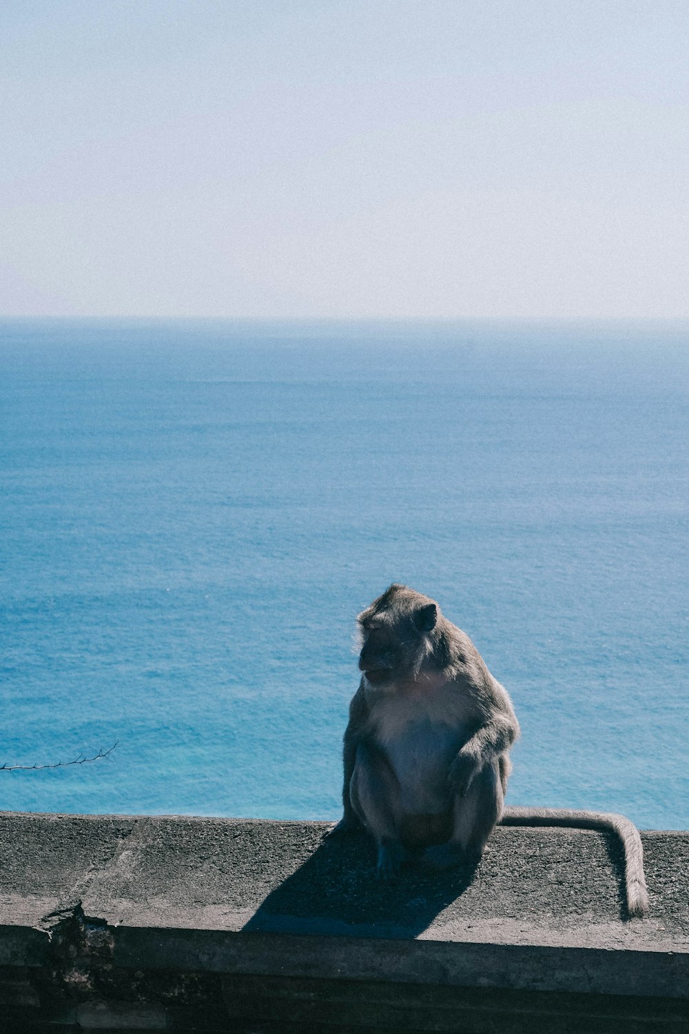 a monkey sitting on a ledge near the ocean