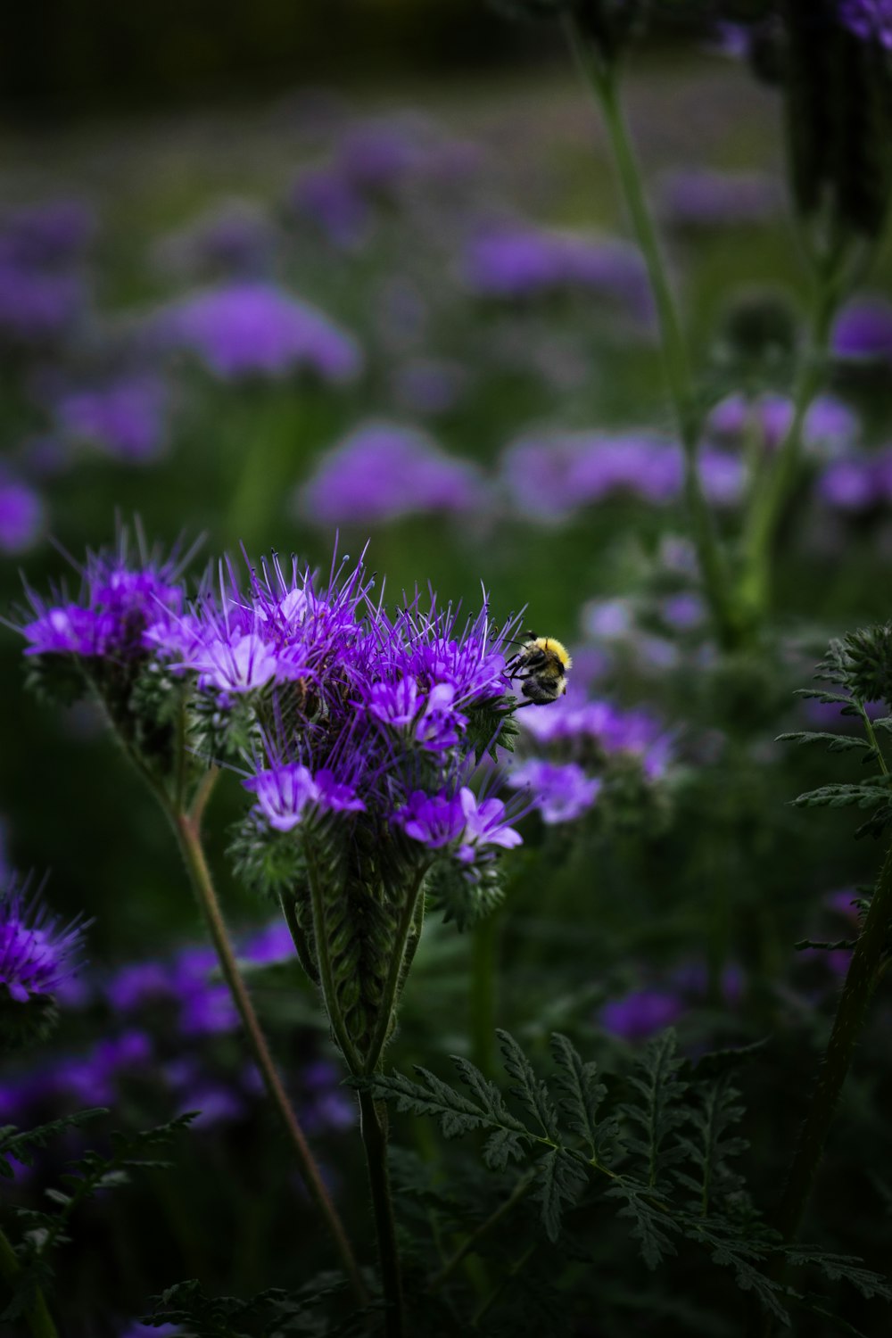 a bee is sitting on a purple flower