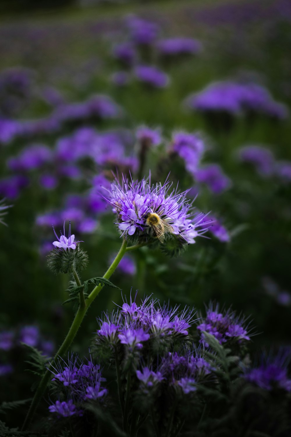 a field of purple flowers with a bee on it