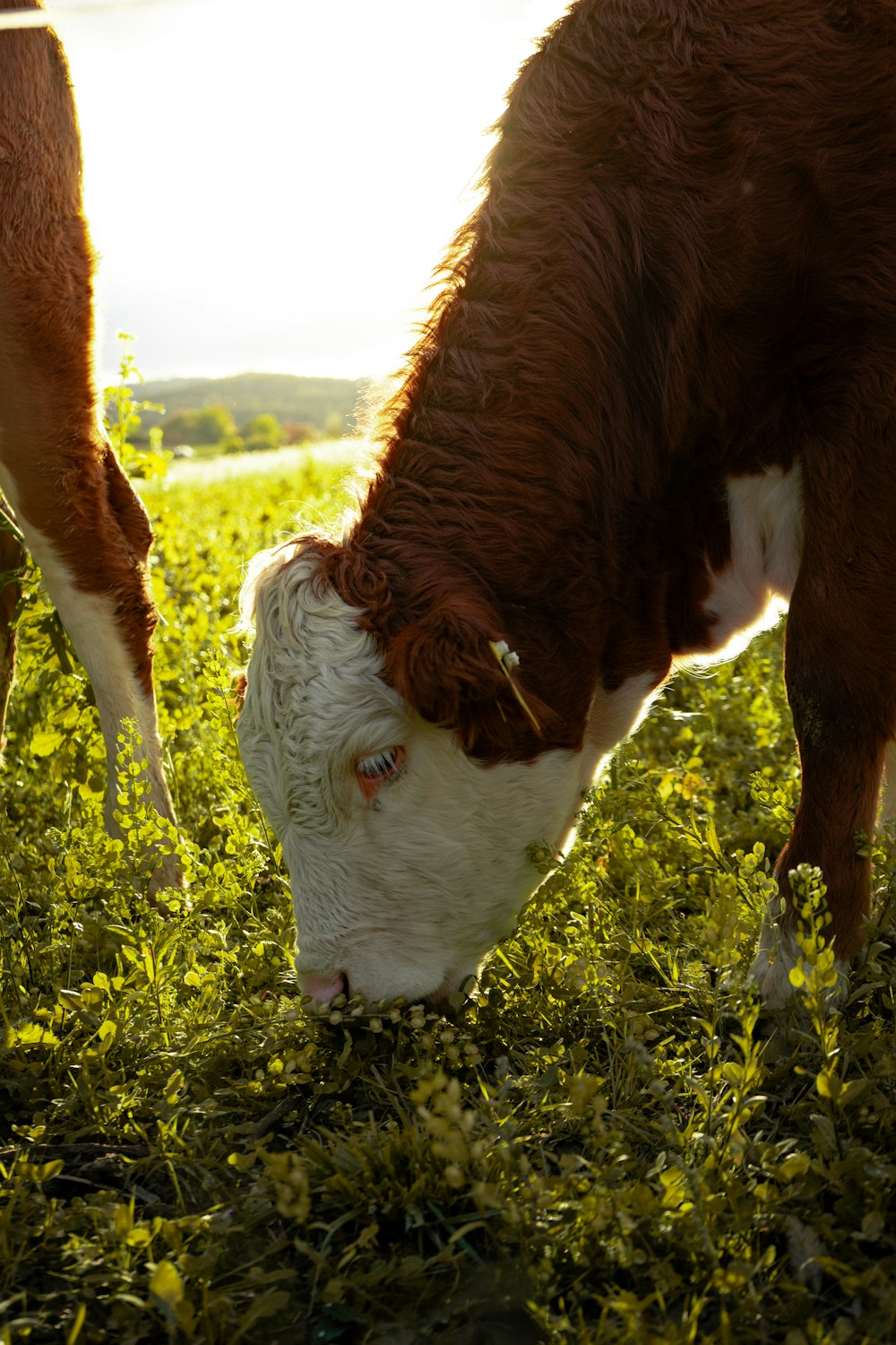 a brown and white cow eating grass in a field