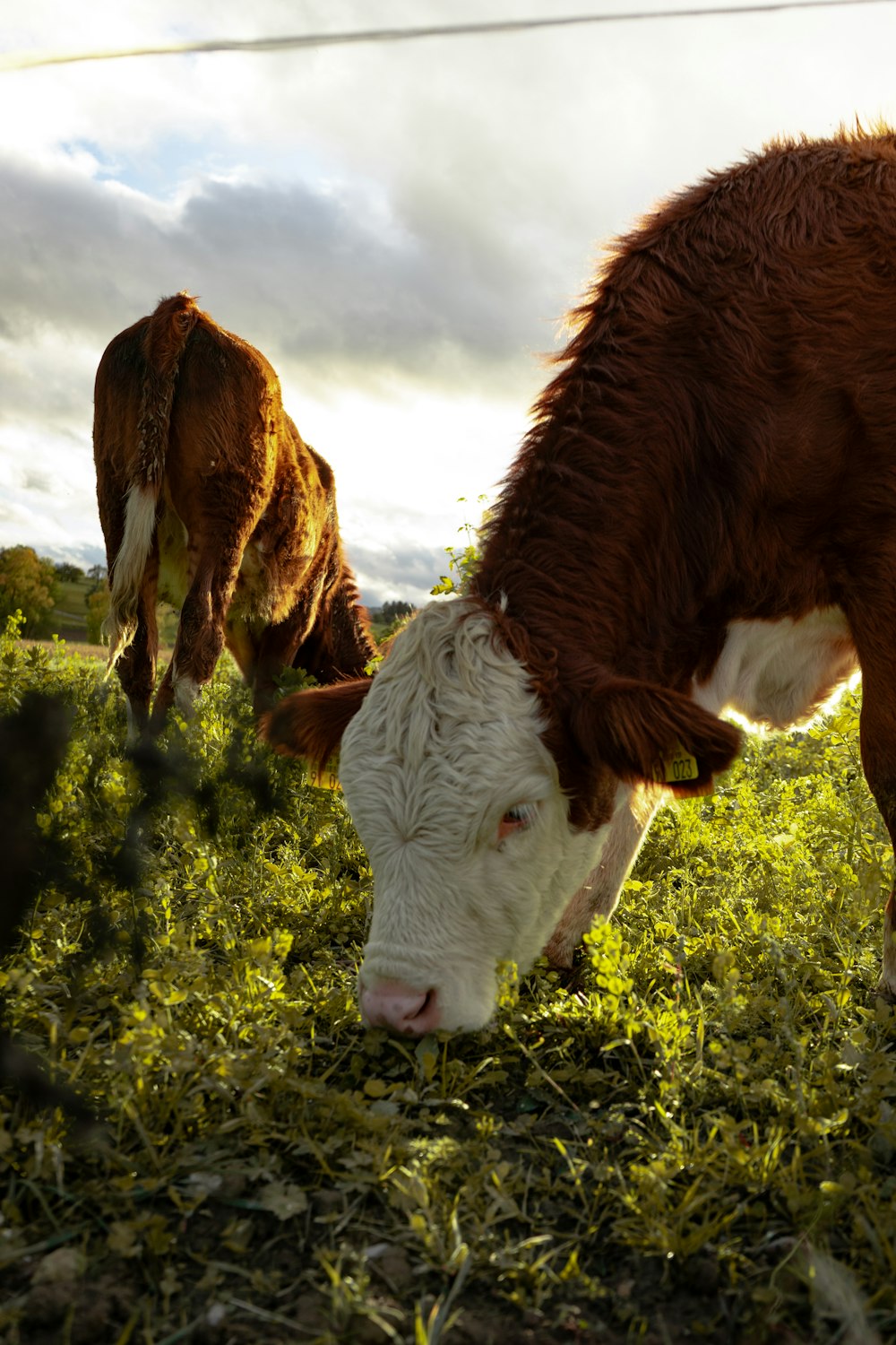 a couple of cows that are standing in the grass