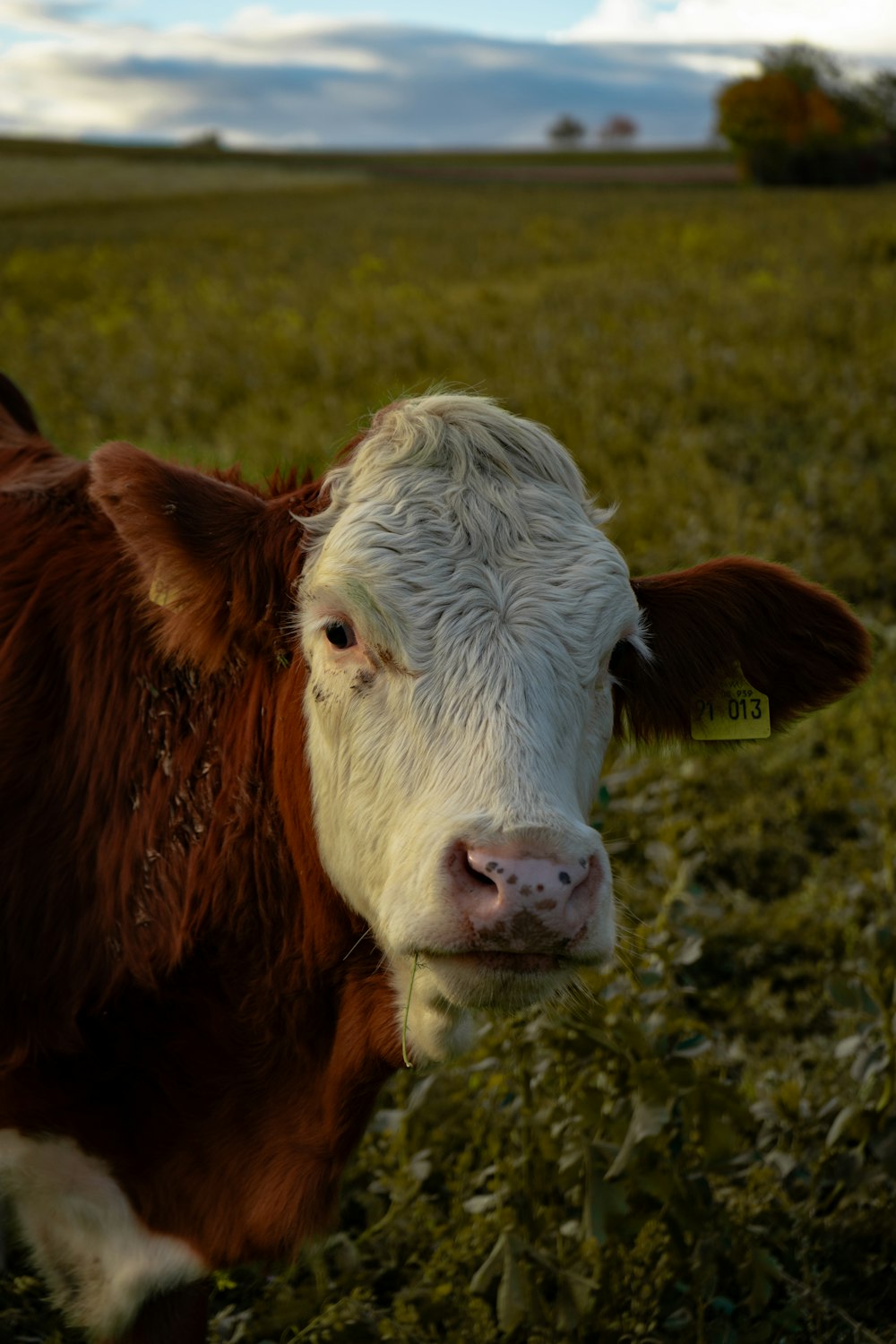 a brown and white cow standing on top of a lush green field