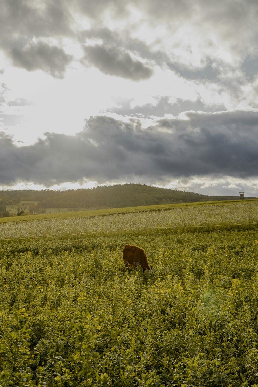 a brown cow standing in a lush green field