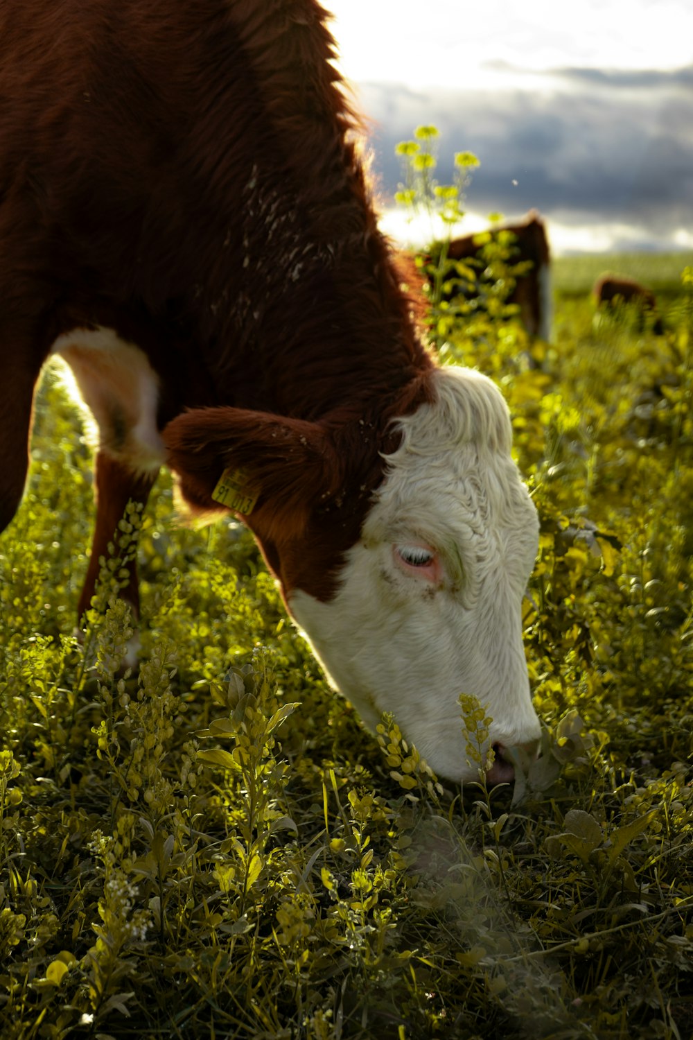 a brown and white cow eating grass in a field