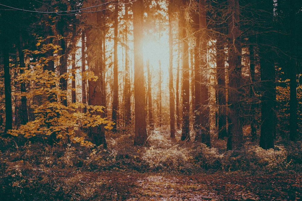 the sun is shining through the trees in the forest