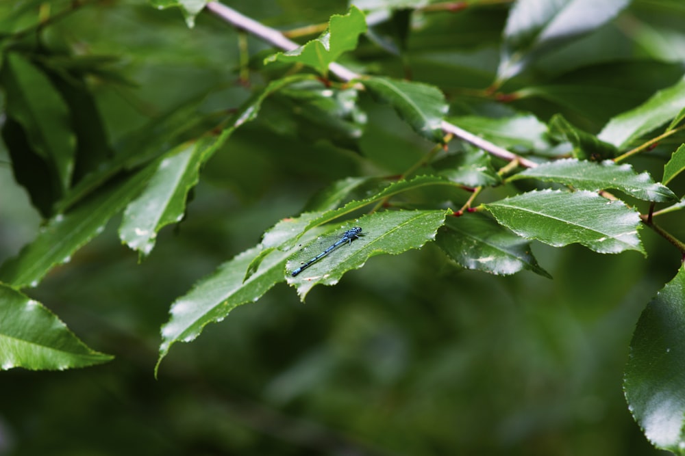 a blue bug crawling on a green leaf