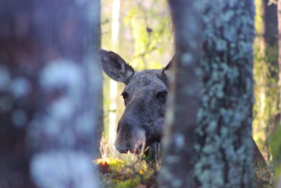 Moose peeking out of an airplane window, calm and curious.