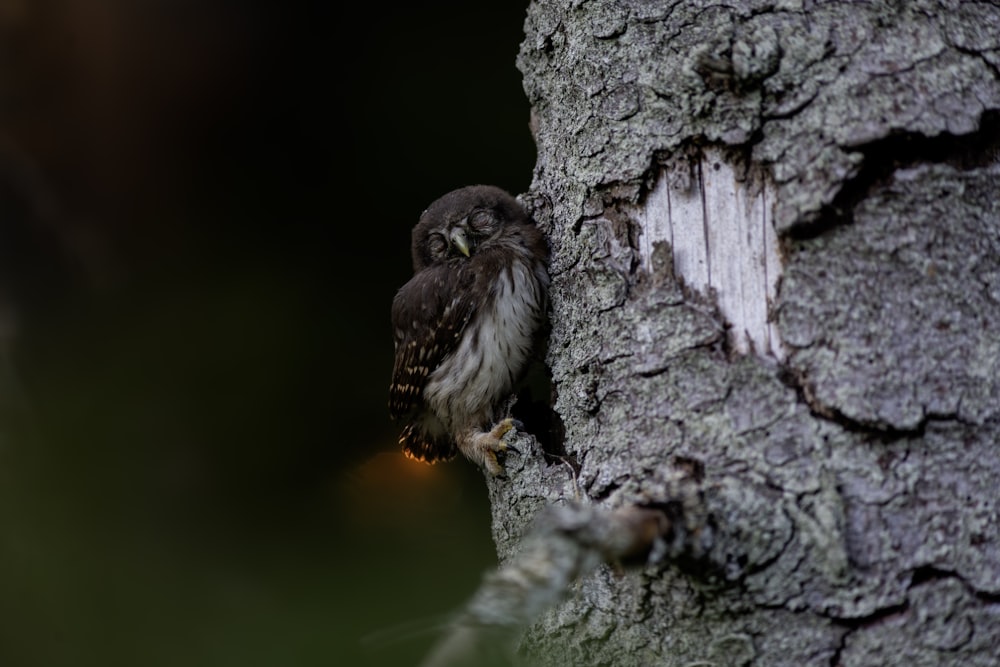 a small owl is perched on a tree
