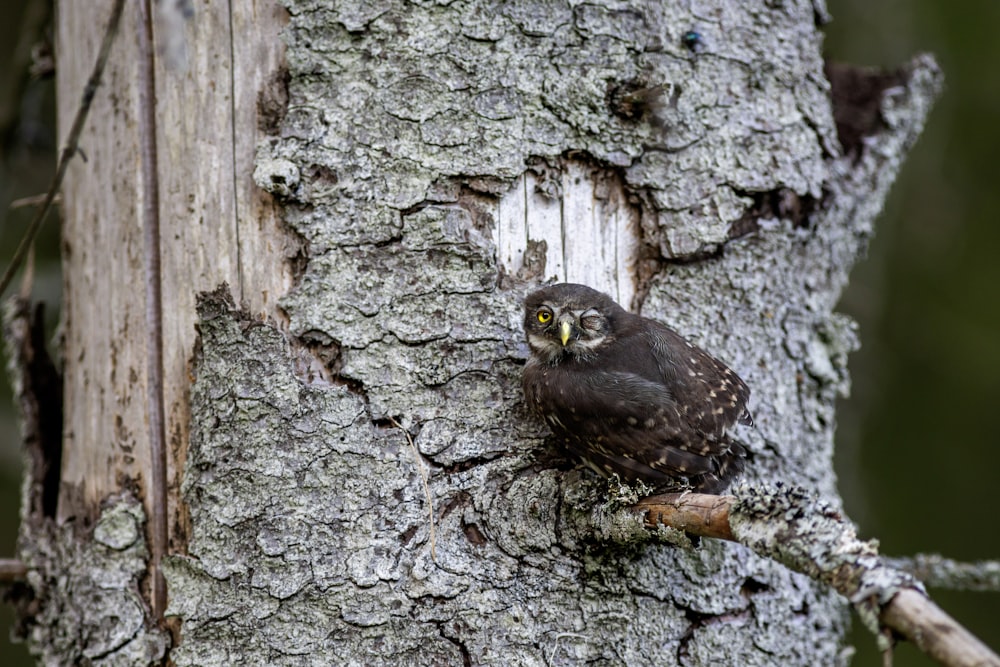 an owl is perched on a tree branch