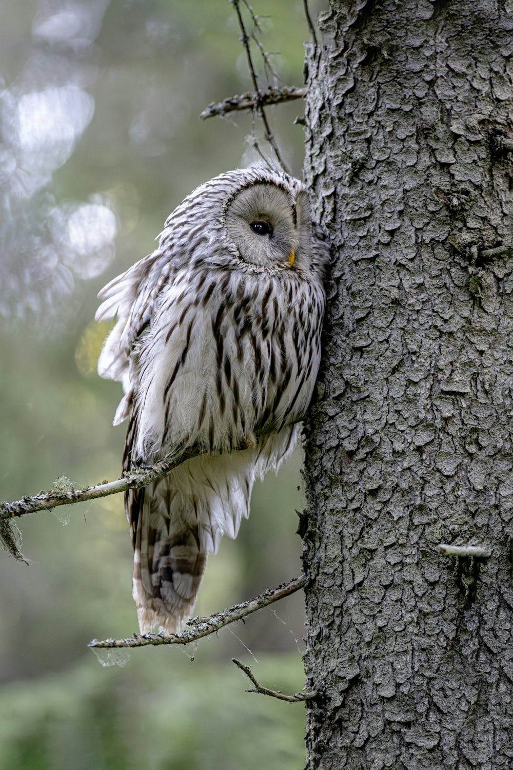 an owl is perched on a tree branch