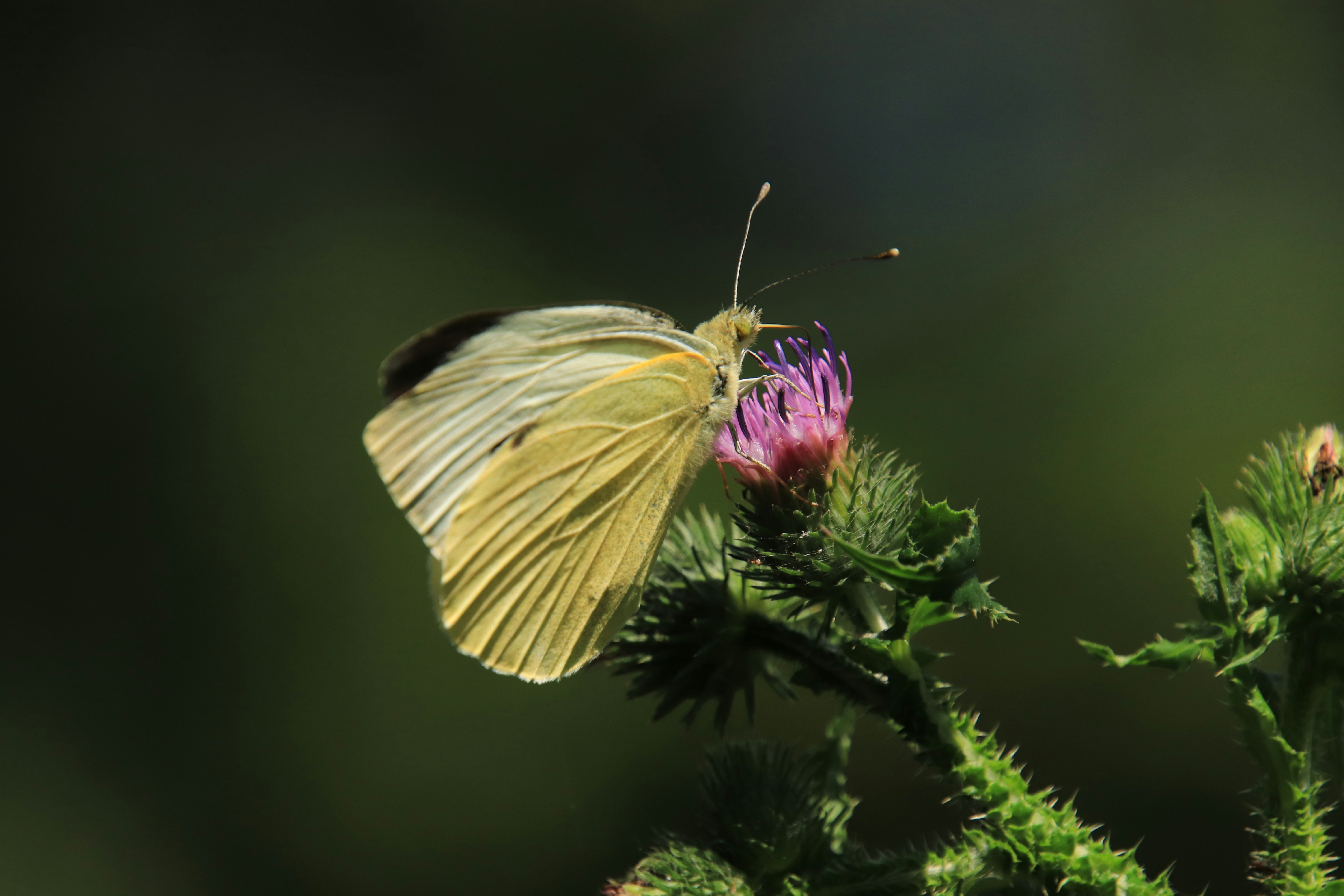 a yellow butterfly sitting on top of a purple flower