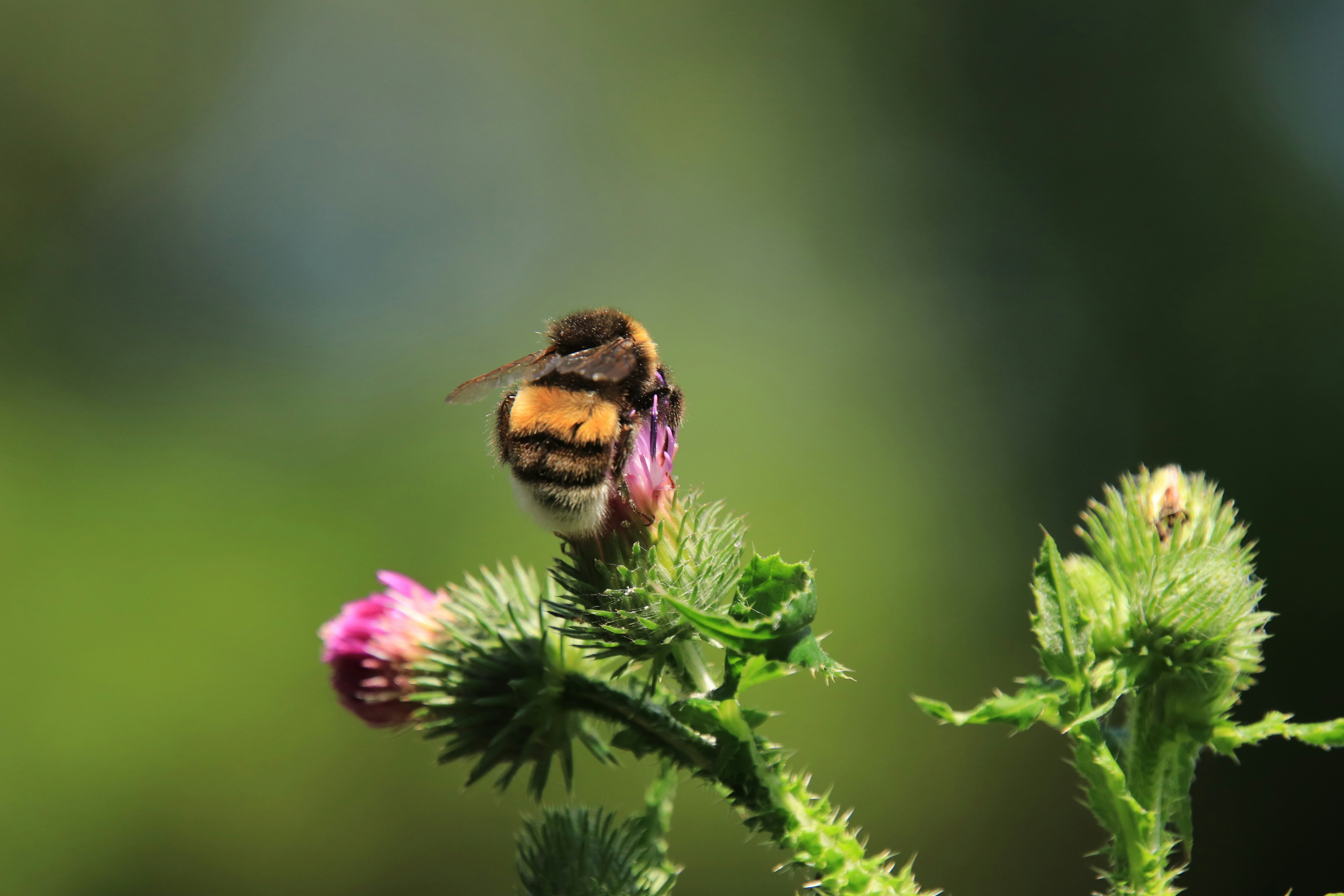 a bee sitting on top of a pink flower