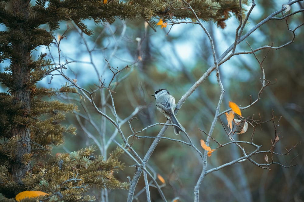 a bird perched on a tree branch in a forest