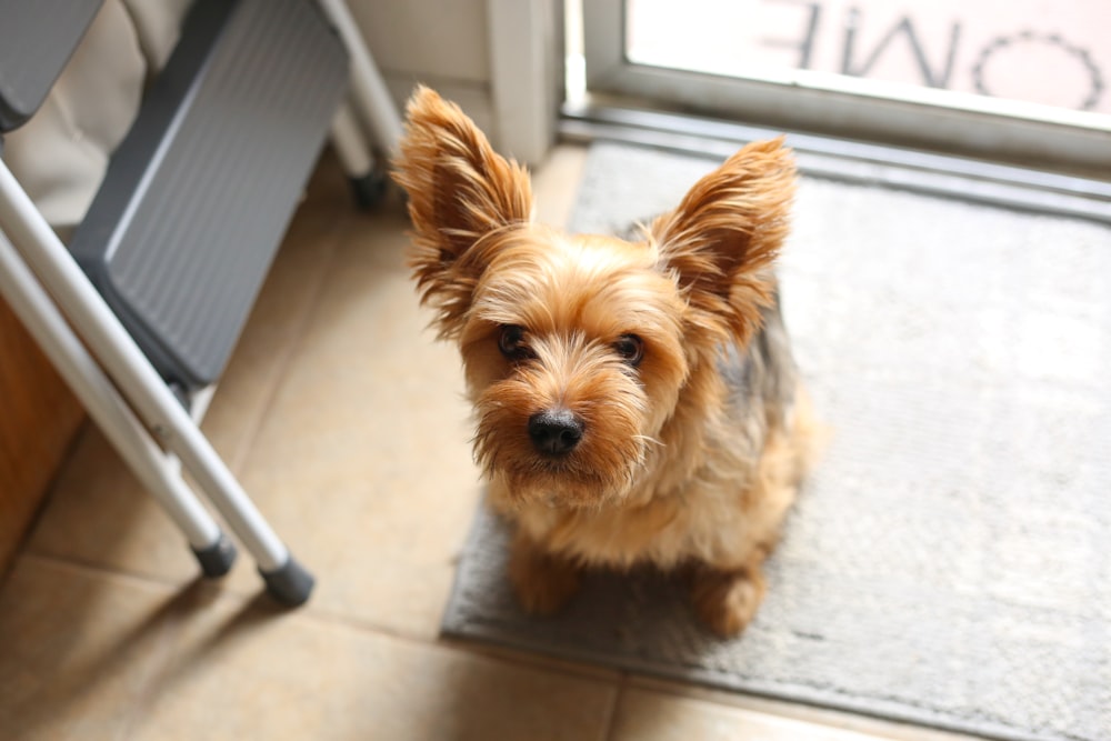 a small brown dog standing on top of a floor