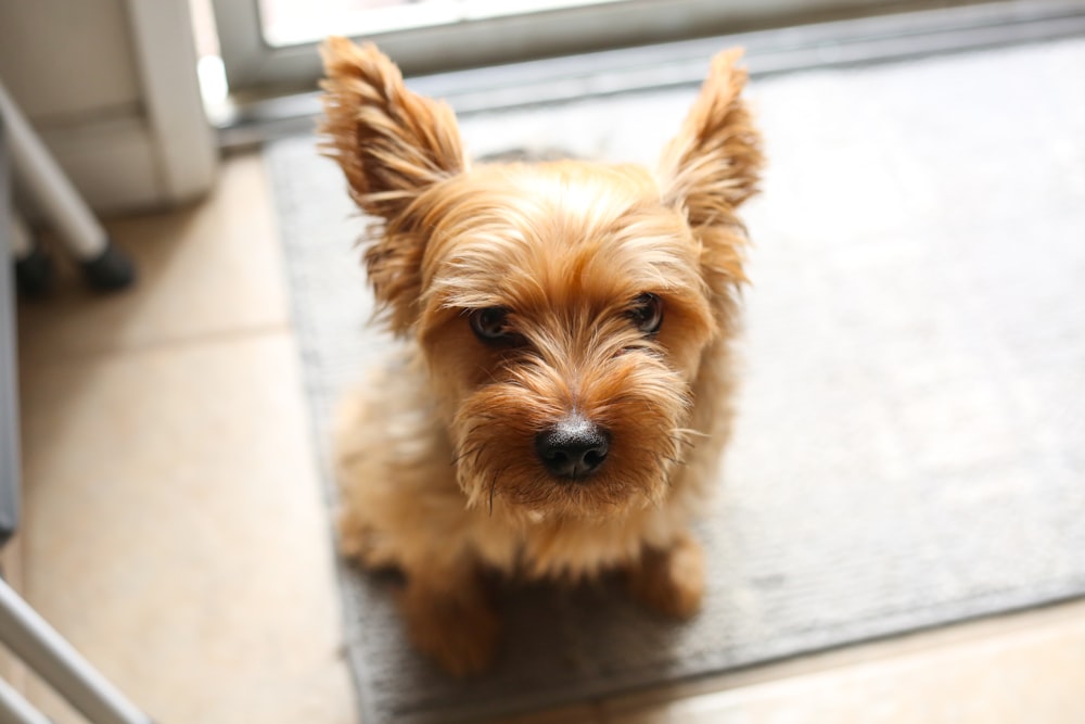 a small brown dog sitting on top of a rug