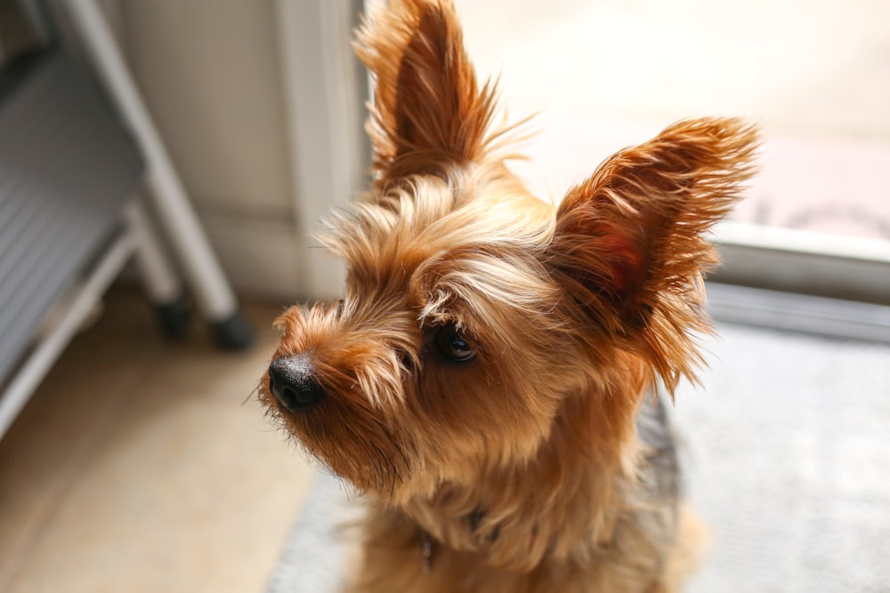 un petit chien brun debout sur un tapis