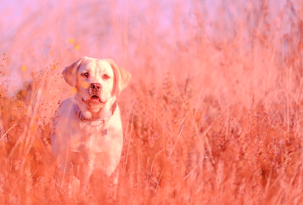 a dog is standing in a field of tall grass