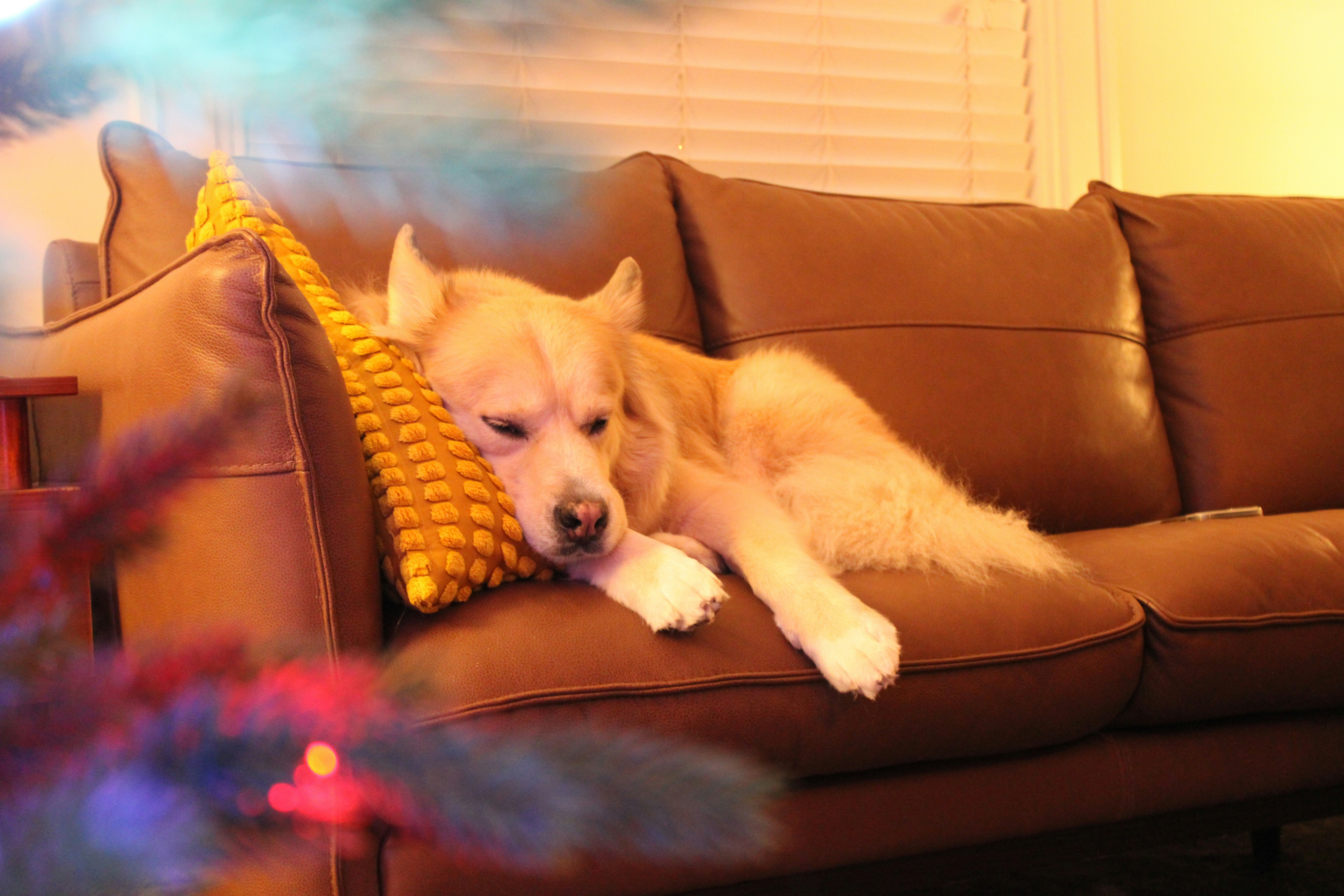 Emotional Echo Sensitivity in Dogs