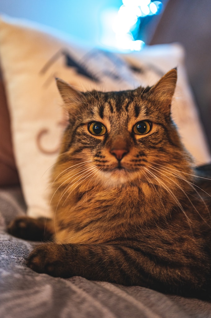 Luna, Gentle Tabby