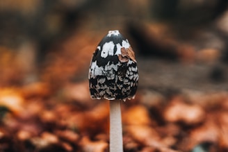 Close-up of spores dispersing from a mature mushroom cap.