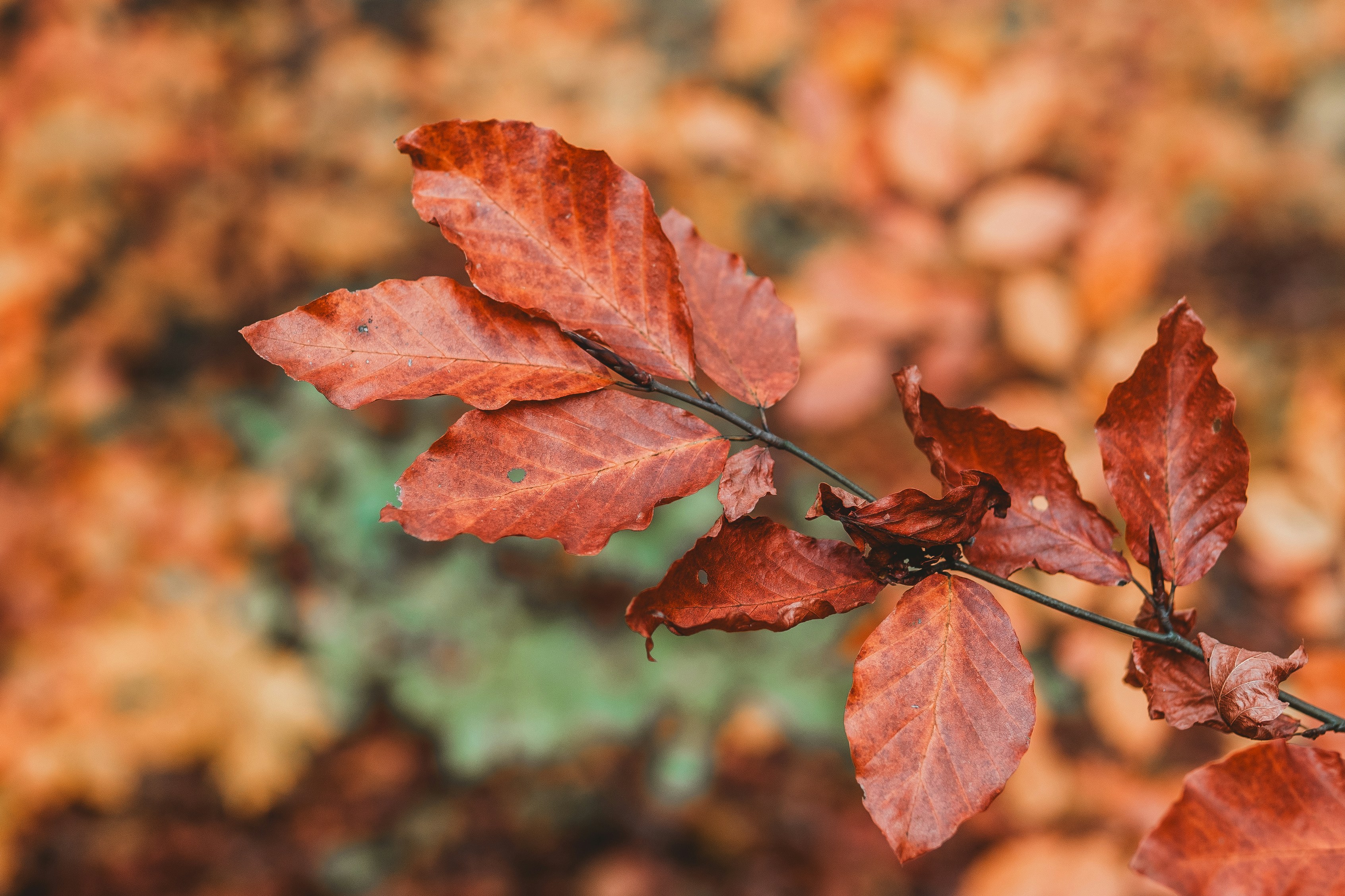 Photo by masoodaslami