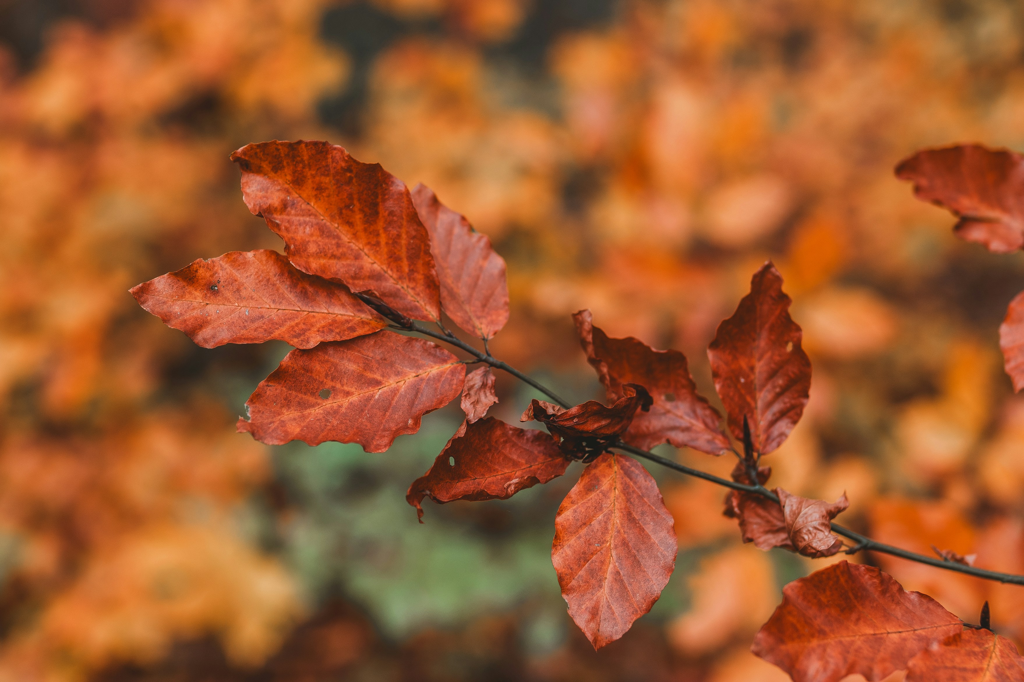 Photo by masoodaslami