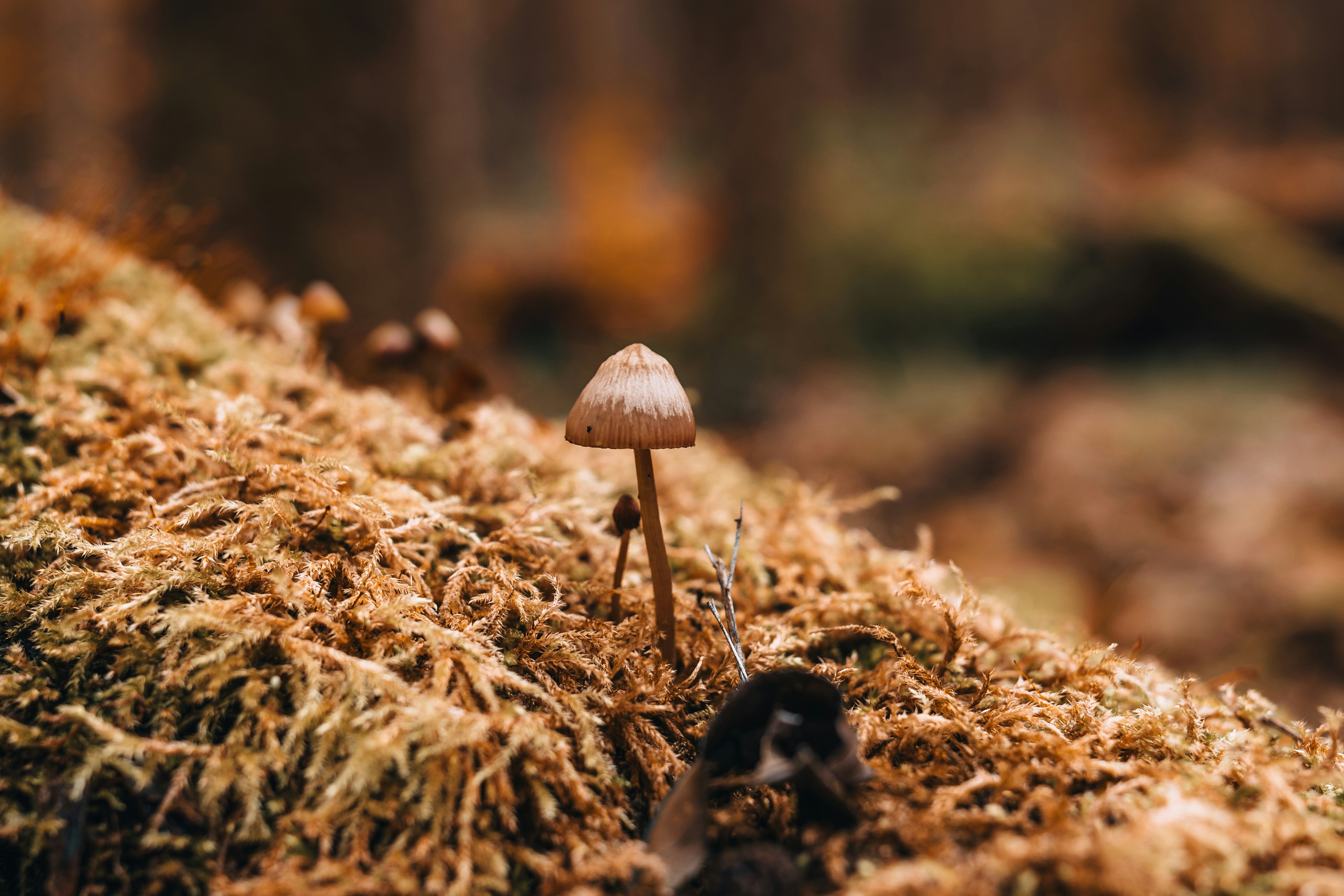 Photo by masoodaslami