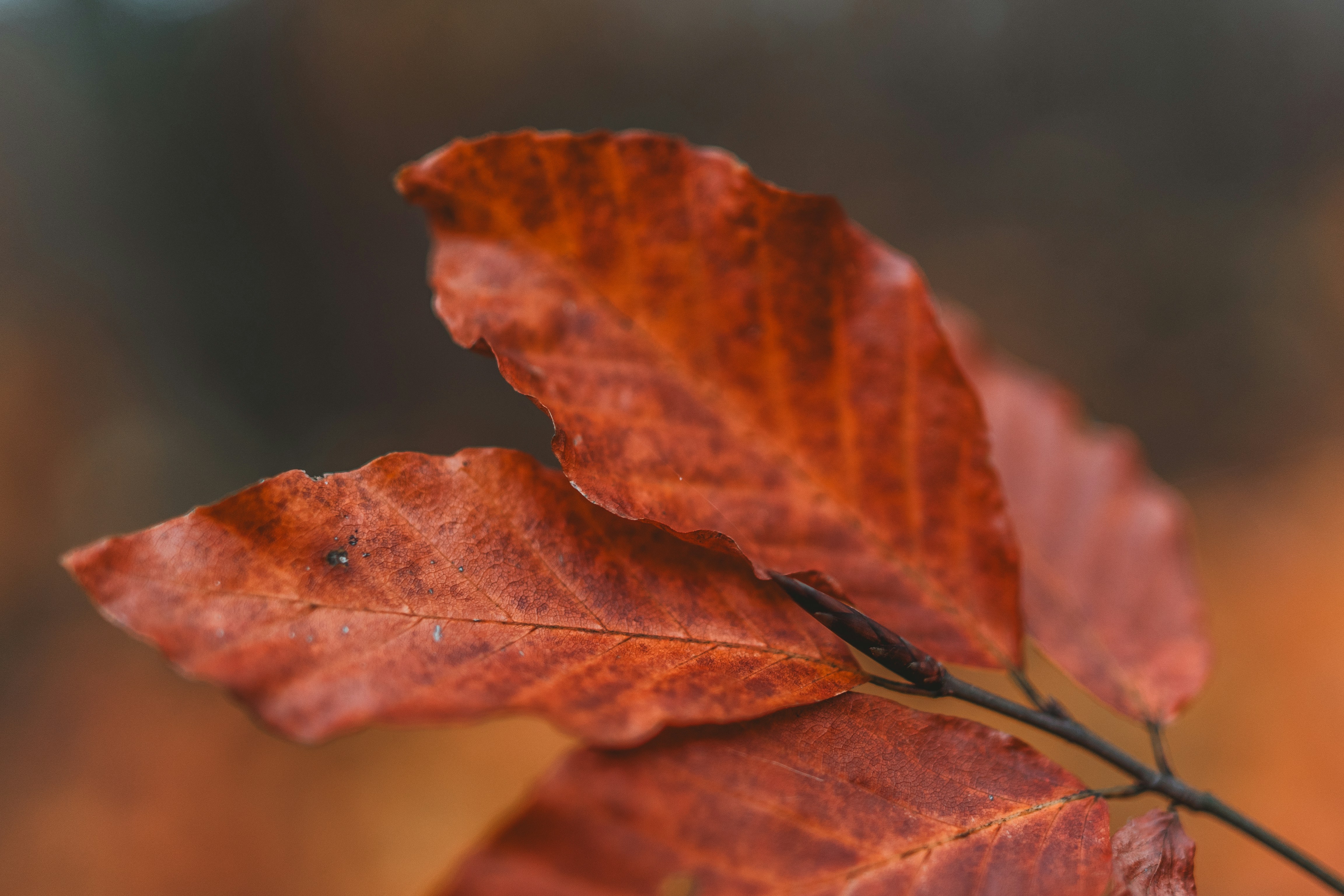 Photo by masoodaslami