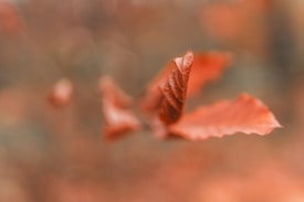 Soft focus image of autumn leaves in shades of orange, creating a gentle and blurred background.