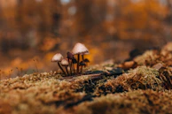 Close-up of wild mushrooms growing on a mossy log in the Dzūkija woods.