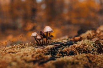 Close-up of fresh shiitake mushrooms growing on logs in a Himalayan forest.