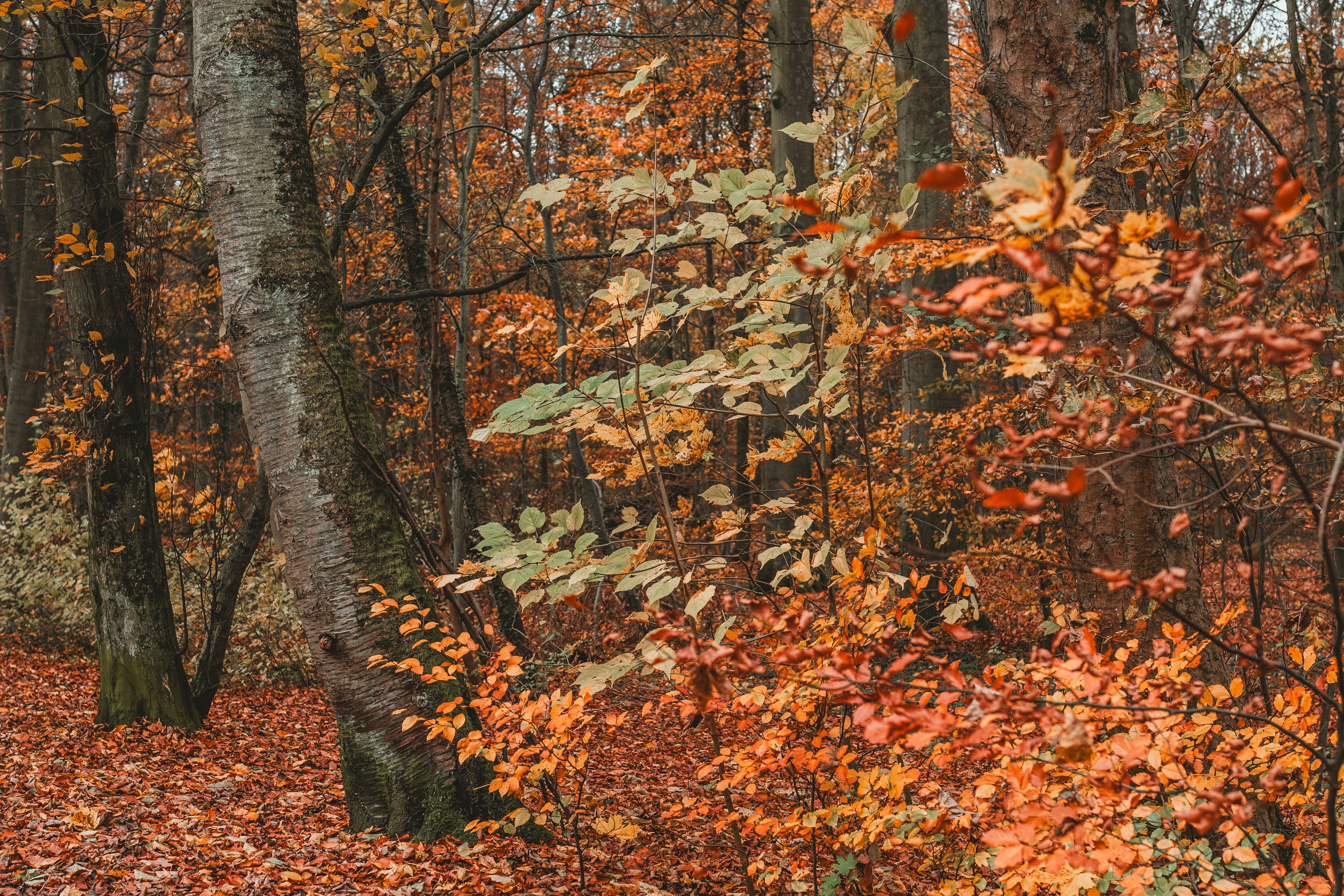 Photo by masoodaslami