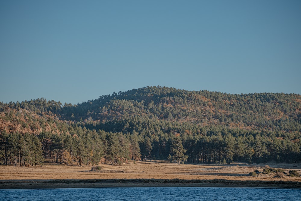 un grand plan d’eau entouré d’une forêt