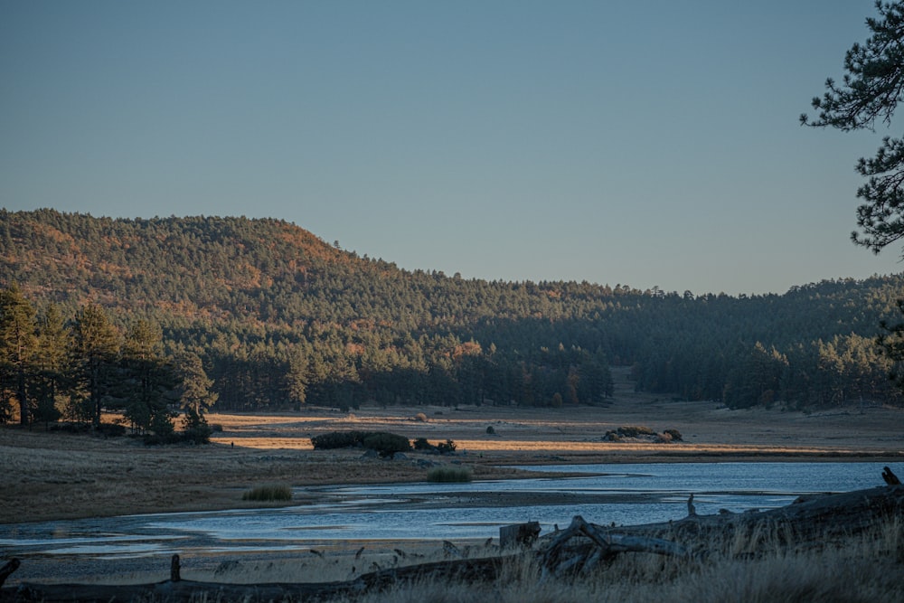 un grand plan d’eau entouré d’une forêt