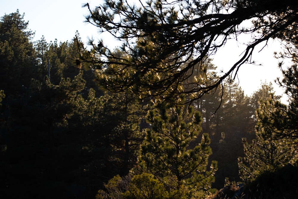 the sun shines through the trees in the forest