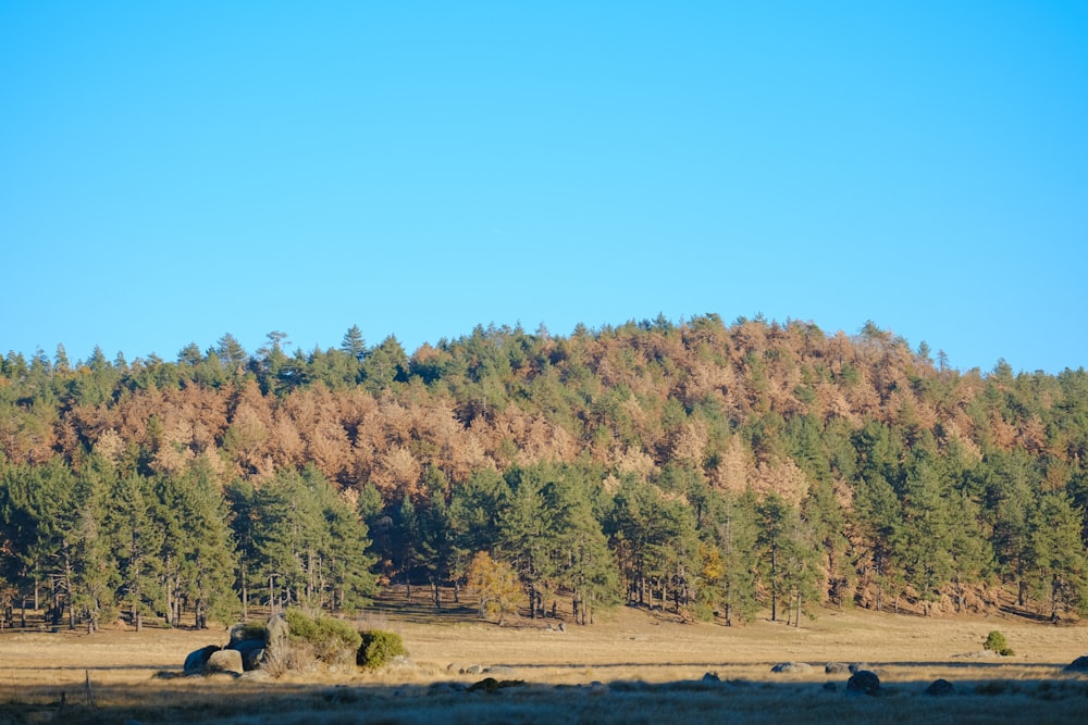 a group of animals grazing in a field with trees in the background
