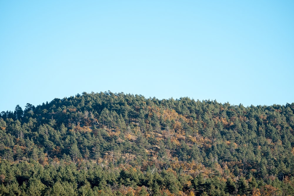 une colline avec des arbres sur le flanc